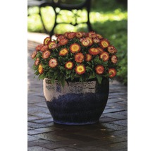 Strohblumen im Topf auf einer Terrasse