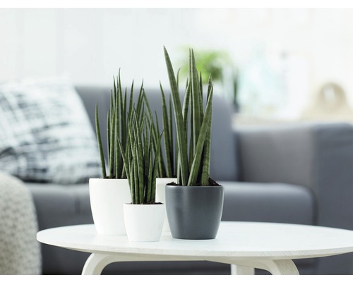 Trois plantes d''intérieur Sansevieria en pots sur une table