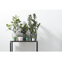 Cache-pot elho Brussels en plastique Ø 10,5 h 10 cm anthracite