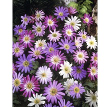 Gros plan sur des fleurs d''anémones