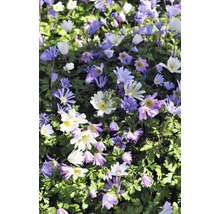 Mer de fleurs d''anémones sylvie dans le jardin