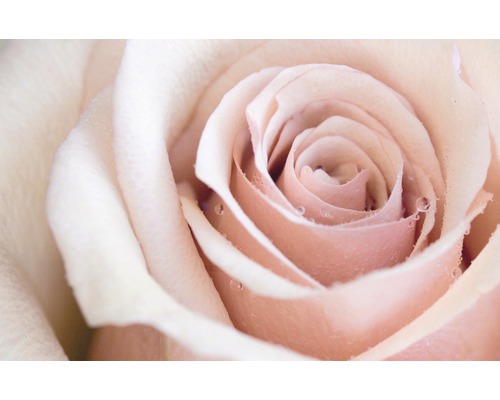 Gros plan d''une fleur de rose avec des gouttes d''eau