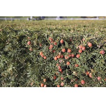 Gros plan d''une haie d''ifs avec des baies rouges