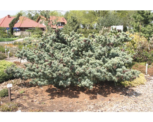 Pin blanc bonsaï FloraSelf Pinus parviflora 'Pentaphylla Glauca' H 25-30 cm Co 3 L