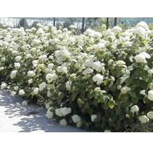 Hortensienhecke mit weißen Blüten