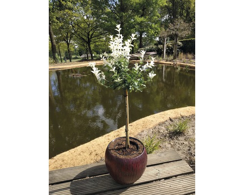 Kriechspindel Stämmchen FloraSelf Euonymus fortunei 'Harlequin' Stammhöhe 50 cm Co 3 L