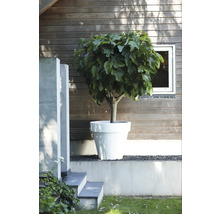 Figuier en pot dans un jardin devant un mur de maison en bois