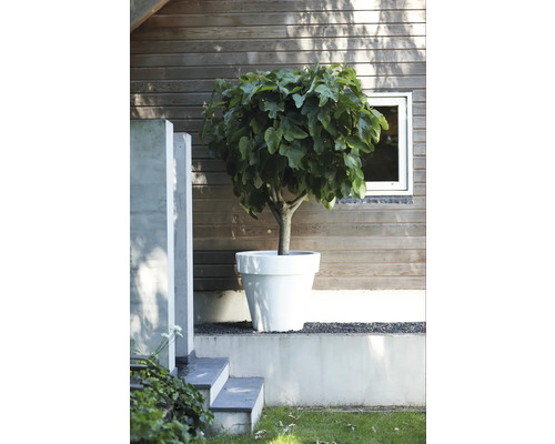 Figuier en pot dans un jardin devant un mur de maison en bois