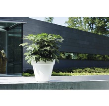 Grand pot de fleurs en plastique avec plante verte à l''extérieur