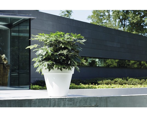 Grand pot de fleurs en plastique avec plante verte à l''extérieur