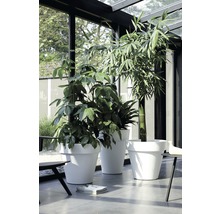 Trois plantes dans des pots blancs dans une pièce lumineuse