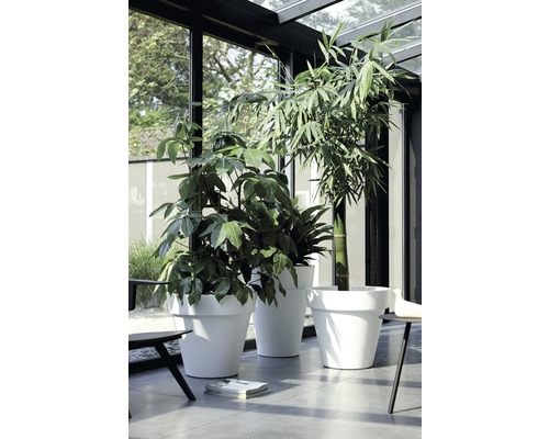 Trois plantes dans des pots blancs dans une pièce lumineuse