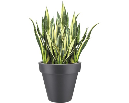 Sansevieria Zimmerpflanze im Topf
