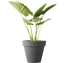 Alocasia Zimmerpflanze in Pflanzgefäß