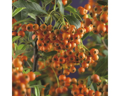 Buisson ardent FloraSelf Pyracantha 'Orange Charmer' H 55-70 cm Co 2,5 l