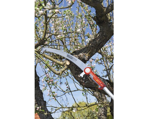 Scie à branches coupant un arbre en fleurs