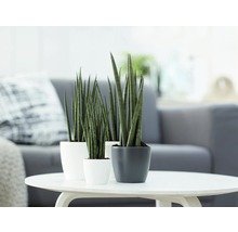 Cache-pot elho Brussels en plastique Ø 12,5 h 11 cm anthracite