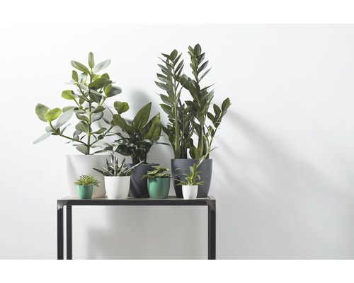 Plantes d''intérieur en pots sur une table