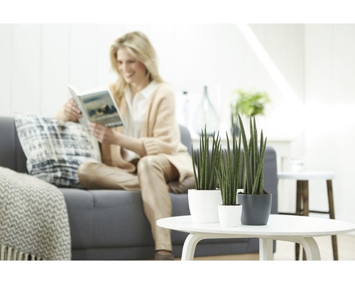 Salon avec femme sur canapé et trois plantes Sansevieria sur table