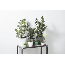 Cache-pot elho Brussels en plastique Ø 12,5 h 11 cm anthracite