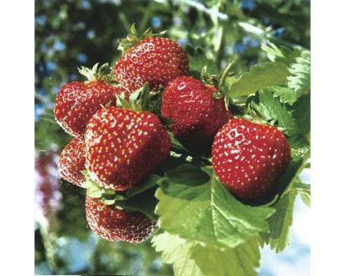 Fraisier FloraSelf Fragaria x ananassa 'Ostara' lot de 6 Fraisier FloraSelf Fragaria x ananassa 'Ostara' lot de 6