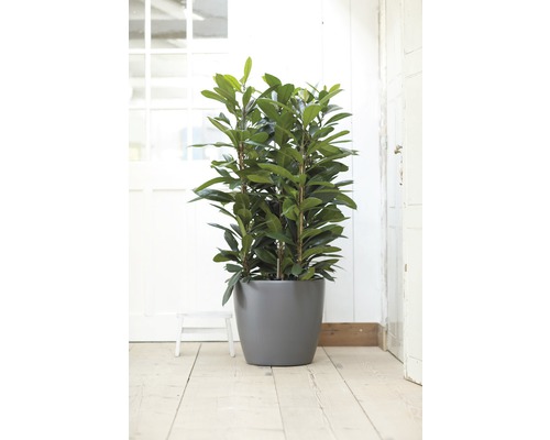 Ficus dans un pot de fleurs pour l''intérieur