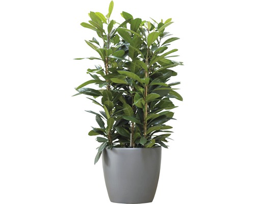 Laurier-cerise en pot comme plante d''intérieur