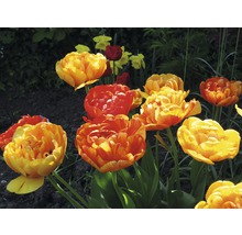 Gros plan d''un groupe de tulipes orange et jaunes dans le jardin.