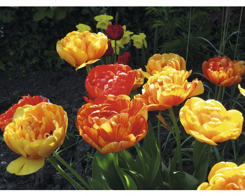 Gros plan d''un groupe de tulipes orange et jaunes dans le jardin.
