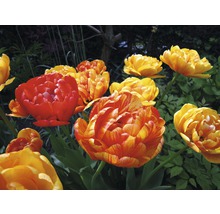 Gros plan d''un groupe de tulipes doubles dans le jardin.