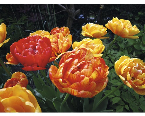 Gros plan d''un groupe de tulipes doubles dans le jardin.