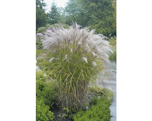 Roseau de Chine 'Kleine Silberspinne' FloraSelf Miscanthus sinensis 'Kleine Silberspinne' h 10-100 cm Co 3 l