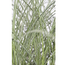 Gros plan d''herbe ornementale à feuilles étroites
