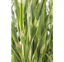 Roseau de Chine FloraSelf Miscanthus sinensis 'Strictus' h 10-100 cm Co 3 l