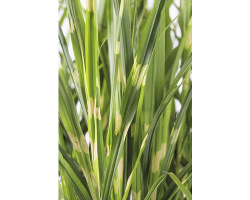 Graminées ornementales hautes avec des feuilles rayées pour le jardin