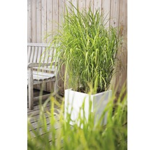 Vue de jardin avec des graminées ornementales dans une jardinière blanche et un banc en bois