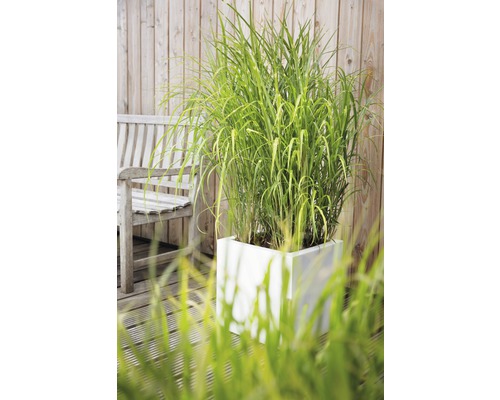 Vue de jardin avec des graminées ornementales dans une jardinière blanche et un banc en bois