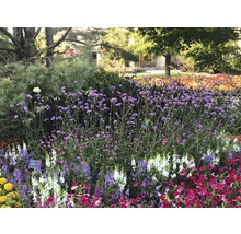 Parterre de fleurs avec diverses plantes fleuries en plein air