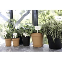 Diverses herbes et légumes en pots avec des étiquettes de plantes.