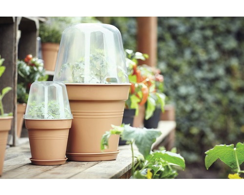 Szene mit Pflanztöpfen und transparenten Pflanzglocken im Garten