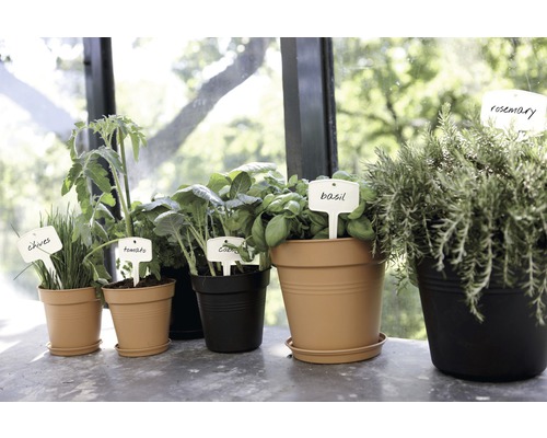 Verschiedene Kräuter und Gemüsepflanzen in Töpfen mit Namensschildern.