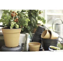 Plant de tomates dans un pot de fleurs à côté de fournitures de jardinage