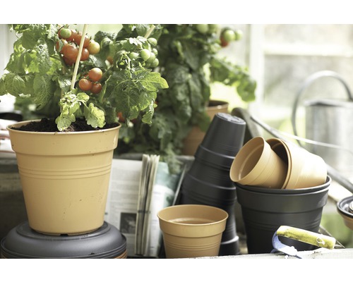 Tomatenpflanze in einem Pflanztopf neben Gartenbedarf