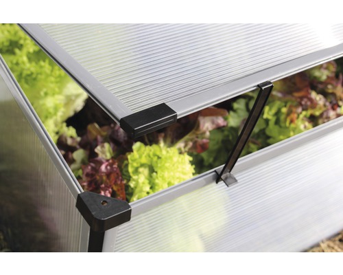 Detailansicht eines Frühbeetkastens mit geöffnetem Deckel und Salatpflanzen