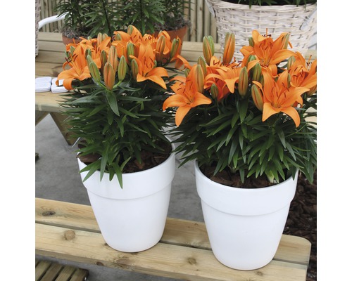 Deux lys orange dans des pots blancs sur une table en bois.