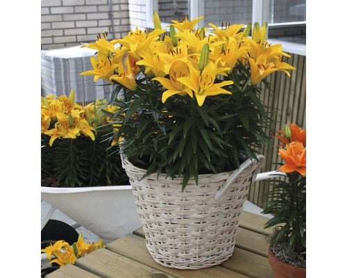 Lys jaunes dans un panier tressé comme décoration de jardin