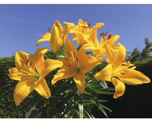 Fleurs de lys jaunes avec des feuilles vertes sur fond de ciel bleu