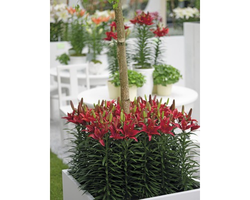 Inflorescence de lys rouge dans un bac à plantes avec un petit arbre