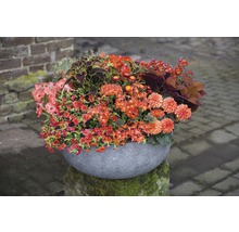 Blumenarrangement in rundem Pflanzgefäß