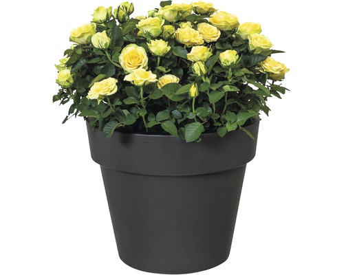 Gelbe Rosen im Topf